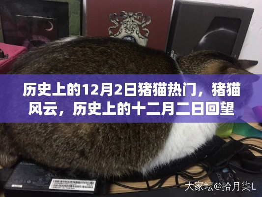 历史上的十二月二日猪猫风云回望