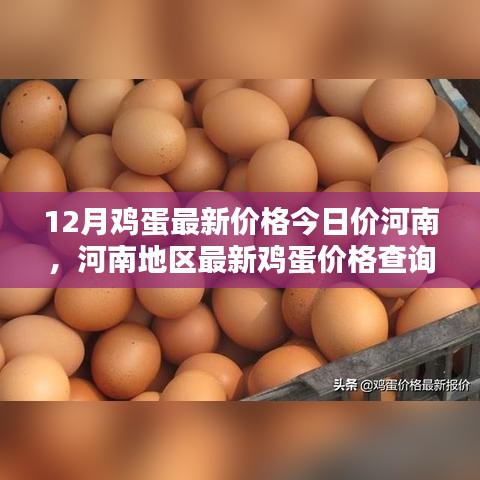 河南鸡蛋最新价格指南，今日价查询及初学者适用指南