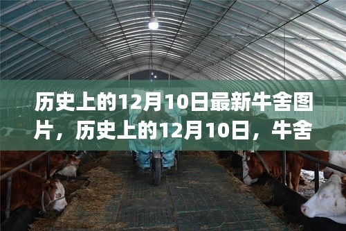 历史上的12月10日，牛舍变迁记与最新牛舍图片大放送