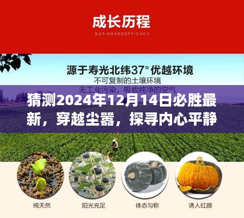 启程于未来，探寻内心平静的绿洲，穿越尘嚣的冒险之旅，2024年12月14日启程日猜想