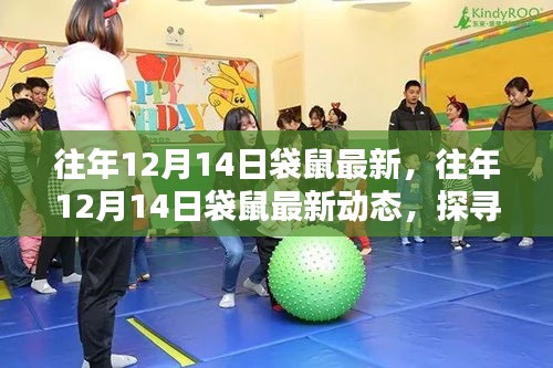 探寻袋鼠的节日惊喜与生态奥秘，最新动态回顾往年12月14日袋鼠动态纪实