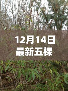 张灯挂彩 第3页