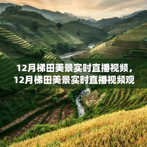12月梯田美景实时直播全攻略，零基础畅游美景前线，梯田风光尽收眼底