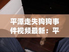 平潭走失狗狗事件视频最新：平潭失踪 