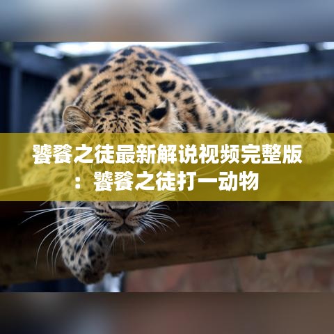 饕餮之徒最新解说视频完整版：饕餮之徒打一动物 