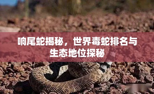 响尾蛇揭秘，世界毒蛇排名与生态地位探秘