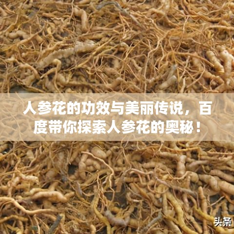 人参花的功效与美丽传说，百度带你探索人参花的奥秘！