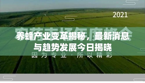 养蜂产业变革揭秘，最新消息与趋势发展今日揭晓