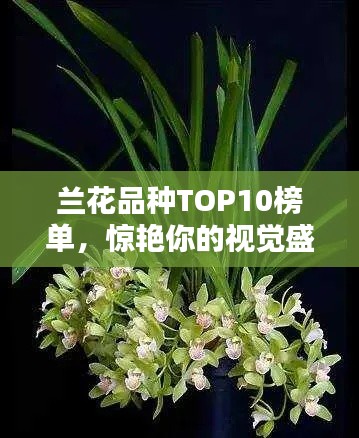 兰花品种TOP10榜单，惊艳你的视觉盛宴！