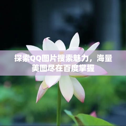 探索QQ图片搜索魅力，海量美图尽在百度掌握