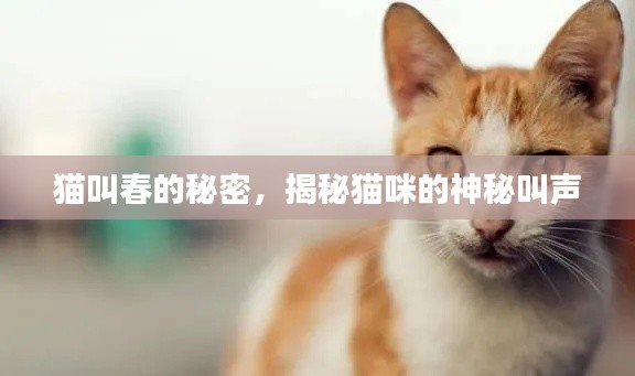 猫叫春的秘密，揭秘猫咪的神秘叫声