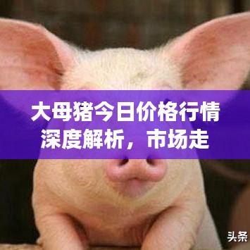 惊弓之鸟